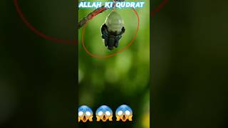 Power of Allah 😱💪|wait for end |  #shorts #youtubeshorts #viral #islam