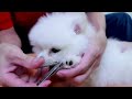 first cute pomeranian puppy bath funny dogs puppies min puppy 6