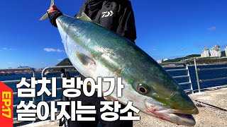 [낚시 Ep.17]  삼치 방어가 쏟아지는 장소. 부산 오륙도 일자방파제 뜬방 대삼치 방어 대잔치