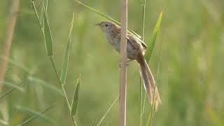 Marsh Grassbird Sound - Marsh Grassbird Call -  Birds Of Pakistan