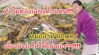 ทำไมต้องเลี้ยงตั๊กแตน? ต้นทุนต่ำ โตไวภายในหนึ่งเดือนจริงเหรอ? เลี้ยงยังงัยให้ได้ใช่เยอะๆ