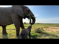 The Exciting First Introduction Trunk-to-Trunk with Elephants, Phabeni & Jabulani