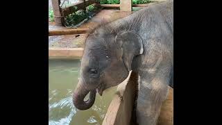 Cute baby elephant drinking water from tank | タンクから水を飲むかわいい赤ちゃん象 | Wildlife | Animals  #elephant