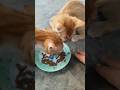 OYEN⁉️MAKAN SAMA KAKAK #cat #catlover #kucing