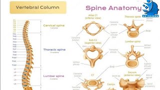 شرح فقرات العمود الفقري بطريقة سهله جدا #Vertebrae #الفقرات #Anatomy #upperlimp