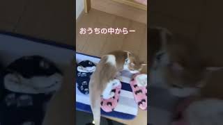 ニャルソックの歌　#shorts #猫 #ねこのいる生活 #cat