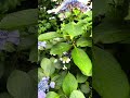 Blooms a little hydrangea rain flowers Harv garden shi Kobe beautiful 😍💐2024 summer season ❤️