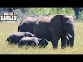 Elephant Herd On the Move | Maasai Mara Safari | Zebra Plains