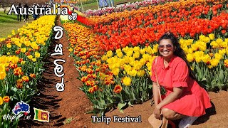 ඕස්ට්‍රේලියාවේ පිපෙන ටියුලිප් මල් |Tulip festival Australia | MapPin Travel|Sinhala Vlog Australia