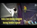 REAKSI LUCU KUCING NUNGGUIN BURUNG LOVEBIRD NGOCEH