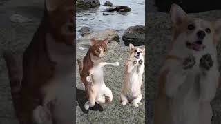 Super Cat dancing😹#kitten#cat