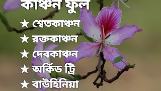 কাঞ্চন ফুল | Complete details of Orchid tree | Bauhinia purpurea