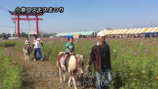 平成28年度小泉コスモスまつり