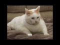 top 20 fattest cats