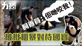 被批粗暴對待大熊貓 飼養員：牠們咬我！