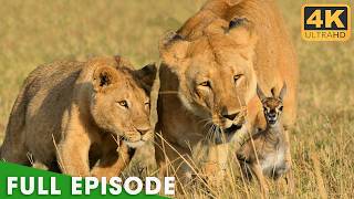 African Savannah (FULL EPISODE) | Survival Has No Mercy | Nature Animal Documentary
