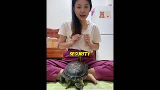 A Turtle Crashing Through Her Windshield Led to an Unbelievable Medical Miracle!#animalrescue
