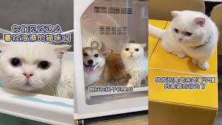 【大战柴柯夫斯基】见过自己入水泡澡的猫咪吗#萌宠vlog日常