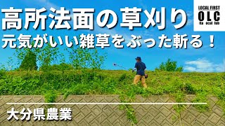 【農業】高所草刈り作業。法面の雑草を刈る！in大分県臼杵市