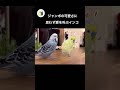 【切抜き】全力で愛を叫ぶインコ おしゃべりインコ ほのぼの shorts