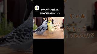 【切抜き】全力で愛を叫ぶインコ#おしゃべりインコ#ほのぼの#shorts