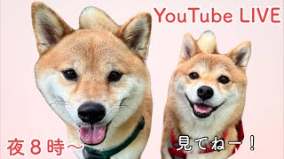 皆さんお久しぶりです！YouTubeライブ🐶🐶✨