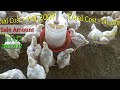 1000 murgi palan karne me kitna kharch aaya 34 din me kitna profit hua poultry farming profit