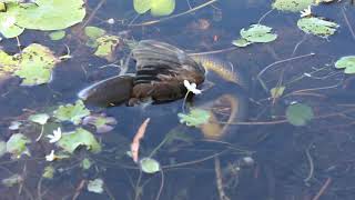 Green Python Eating Water Bird