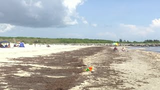 Tons of stinky seaweed covers Central Florida coast