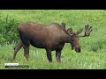 moose rut 2023 new footage flat top starts us off mooserut