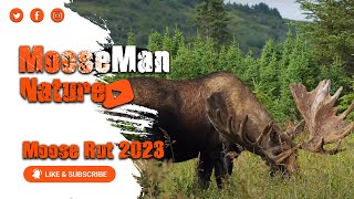 Moose Rut 2023 New Footage Flat Top starts us off #mooserut