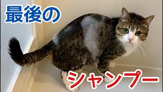 猫生最後！？すずめのシャンプータイム！ vol.672