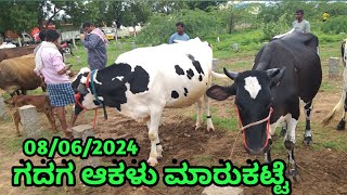 Gadag Cow 🐄 Market || gadag ಆಕಳು ಮಾರುಕಟ್ಟೆ || Every Saturday Morning ||