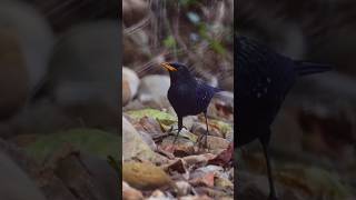 Blue Whistling Thrush #birds #birding #nature #birdslover #reels #viralvideo