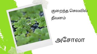 குறைந்த செலவில் கோழி தீவனம் அசோலா |Azolla