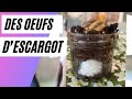 ⭐️ŒUFS D'ESCARGOT EN CLASSE DE PETITE SECTION avec 