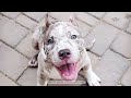 what is a blue merle pitbull 🤔🐕‍🦺