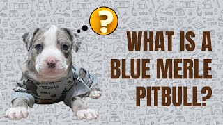 What IS a Blue Merle Pitbull??? 🤔🐕‍🦺