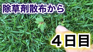 【芝生復活・TM9＋西洋芝】449日目　除草剤を撒いて４日目。少しずつ効果が出て腐り始めています！