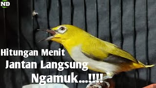 Pancingan Pleci betina || Hitungan Menit Jantan Langsung Ngamuk