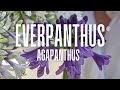 the award winning everpanthus® agapanthus series