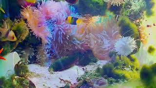 Relaxing and pleasant music: real and beautiful aquarium