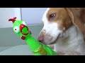 Dogs Surprised with Screaming Chicken Invasion! Funny Dogs Maymo, Indie & Potpie