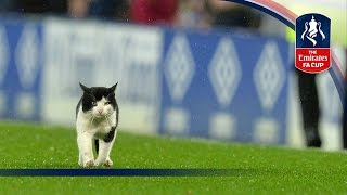 A Cat invades the pitch | FATV Advent Calendar 2016 - Day 7