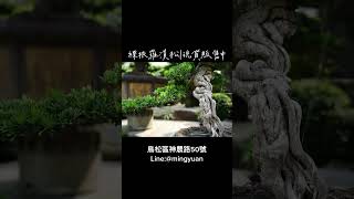 熱銷裸根｜吉祥羅漢松 #台灣銘園園藝事業有限公司 #台灣銘園 #景觀設計