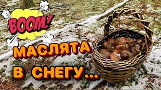 💥ШОК!!!🔥МАСЛЯТА В СНЕГУ В НОЯБРЕ! СЕЗОН ПРОДОЛЖАЕТСЯ! Грибы 2024