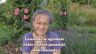 Lawenda w Ogrodzie Jakie rośliny posadzić obok lawendy