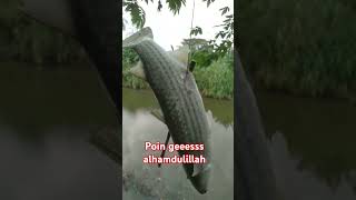 Dapet ikan belanak geeesss Alhamdulillah