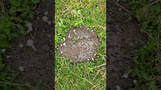 WILD MUSHROOMS ON CARABAO MANURE