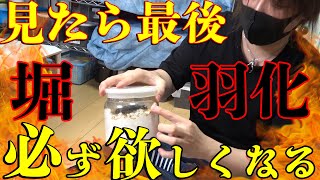 【血統物！大量掘り出し】これが１年かけて羽化したオオクワガタ達！クワガタムシ　ホペイ　極太